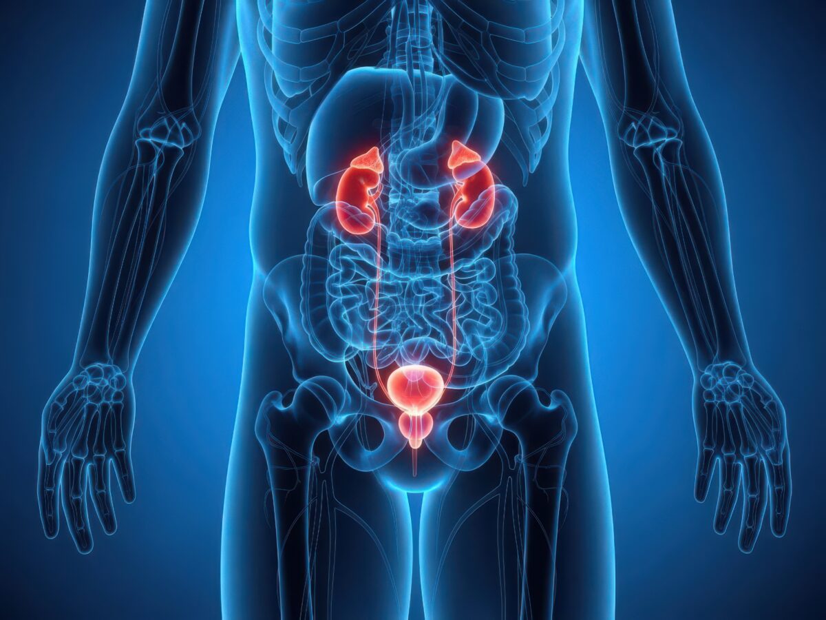 „3D-Figur mit roten Nieren/Blase, gelbem Harnleiter, blaue Silhouette.“