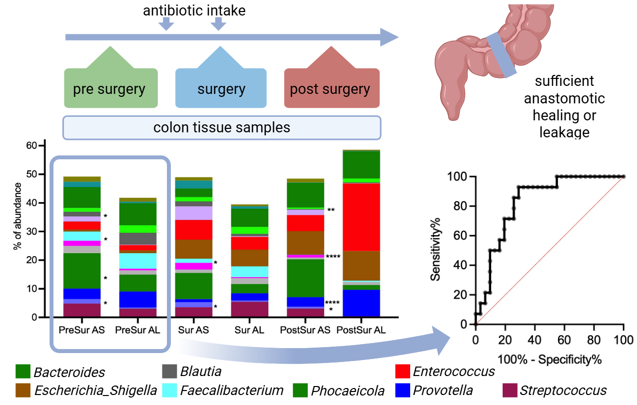 Die Grafik zeigt das Studiendesign mit der Probennahme vor während und nach der Darmoperation mit den dazugehörigen Bakterienhäufigkeiten, unterschieden nach guter Heilung oder aufgetretener Komplikation. Rechts ist ein Diagramm dargestellt, das zeigt, dass die Bakterienverteilung vor der Operation den Heilungsverlauf vorhersagen kann.